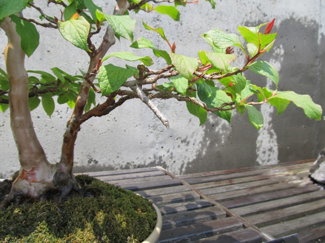 American Bonsai at the NC Arboretum - Page 3 Img_5412