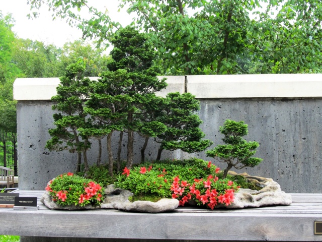 American Bonsai at the NC Arboretum - Page 3 Ximg_517