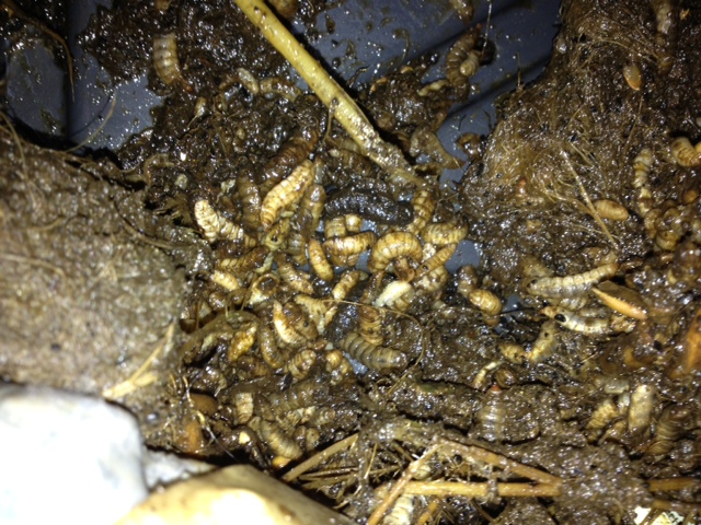 Maggots in worm composter? Maggot10