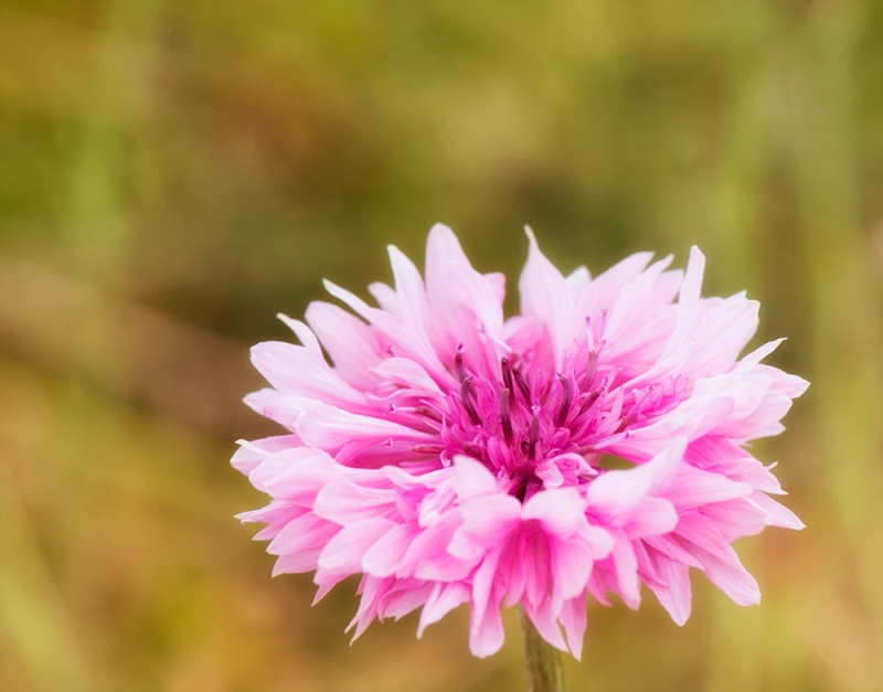 Mes fleurs du 1 er juillet Nft_5118