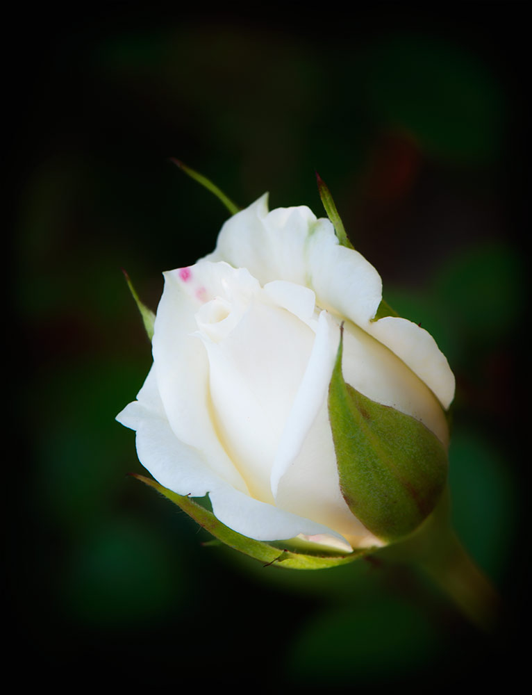 rose blanche Nft_5127