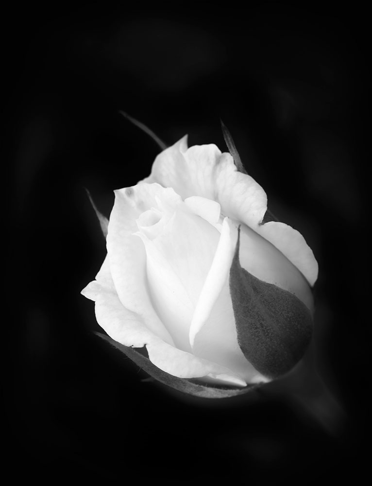 rose blanche Nft_5128