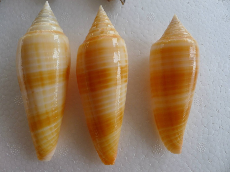 Conus (Phasmoconus) ranonganus   da Motta, 1979 10643910