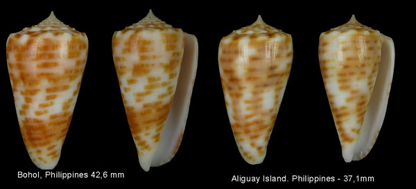 Conus (Phasmoconus) alexandrei  Limpalaër & Monnier, 2012 Sans-t16
