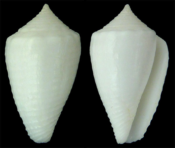 Conus (Strategoconus) dedonderi   Goethaels & D. Monsecour, 2013 Sans-t19
