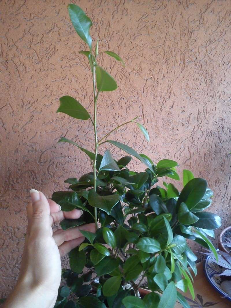 Ficus Ginseng - Pagina 3 00510