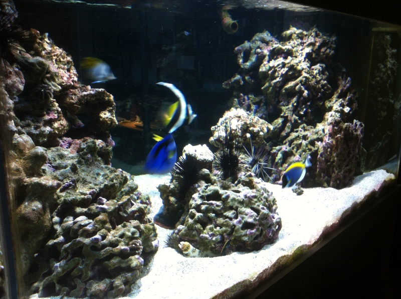 mon home made bac de 900l Fo_mar10