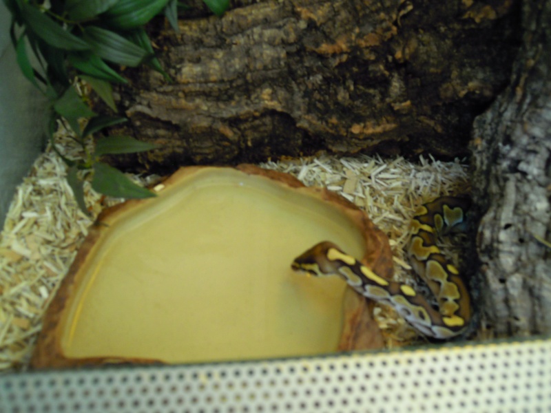 Mon python boit! :O Dscn2712