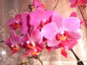 mes orchidées achetées défleuries pour une bouchée de pain........ - Page 2 Dscn1119