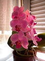 mes orchidées achetées défleuries pour une bouchée de pain........ - Page 2 Dscn1120