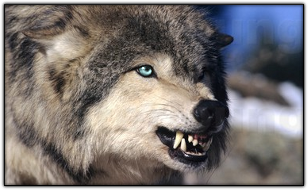 Madrán, der Blutige | Wolf des Südrudels || Alphawolf Madran13