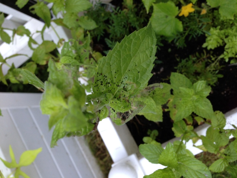 Pesties on cucumber and pole bean leaves Ds_gar10