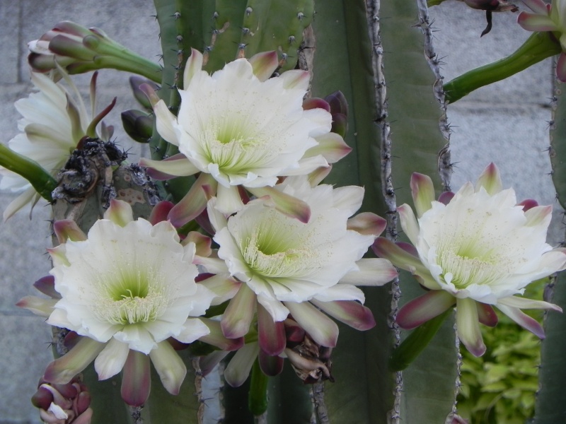 Floraison cactus. Repasj10