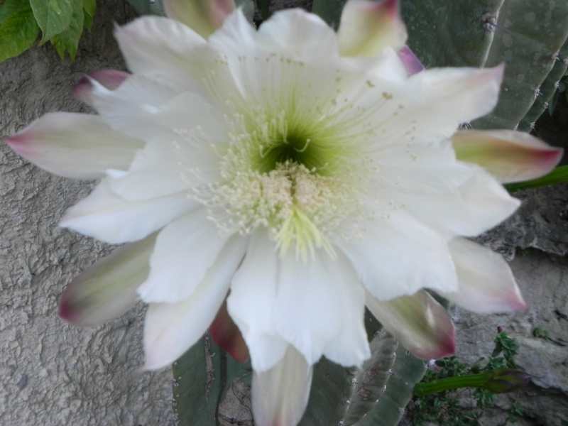 Floraison cactus. Repasj12