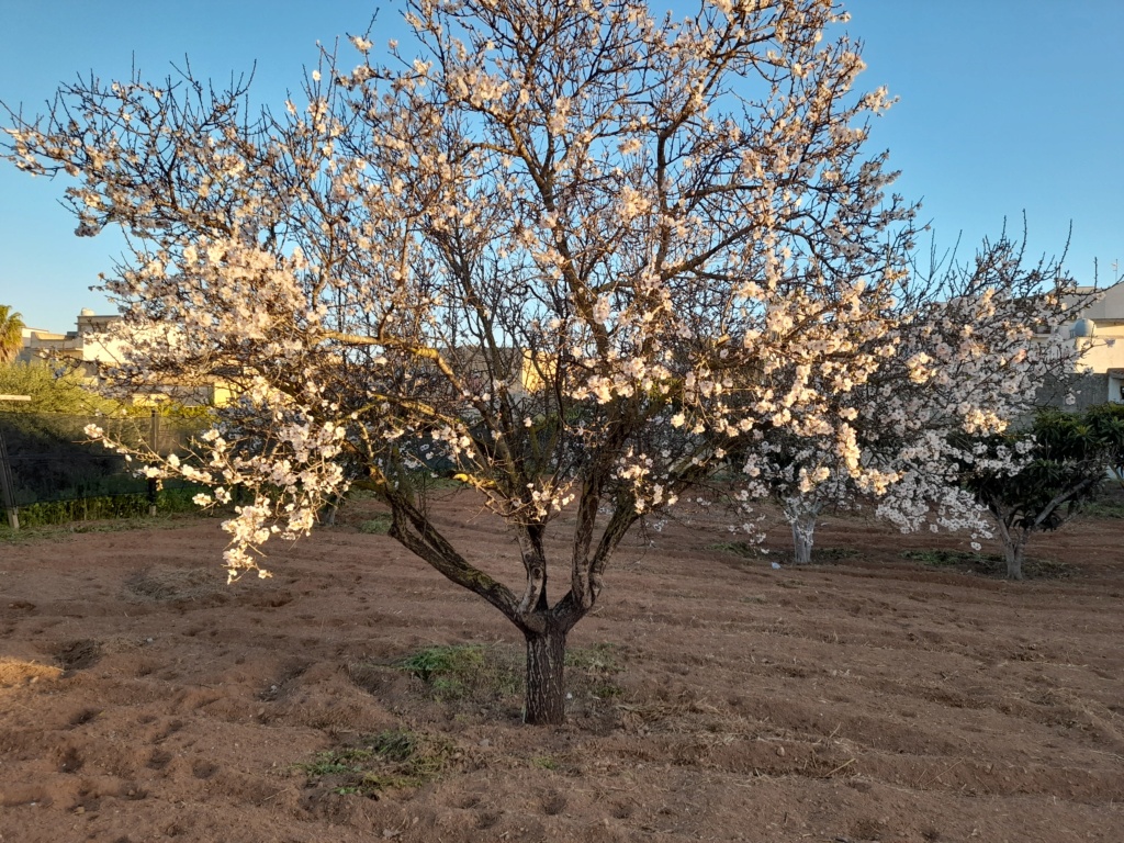 Mandorlo in Fiore. 20220217