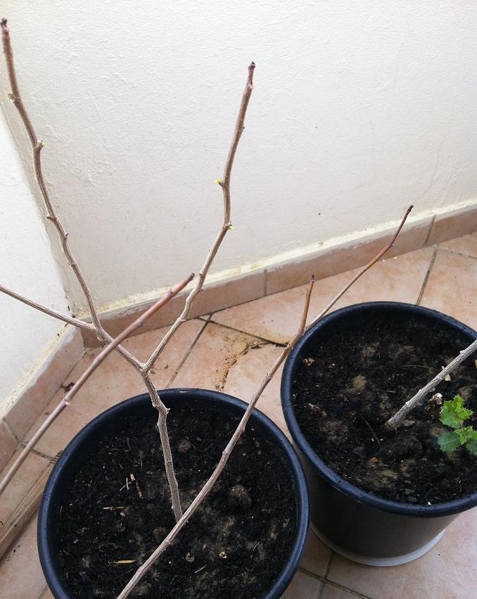 Watering a baobab tree - Page 3 Photo_16