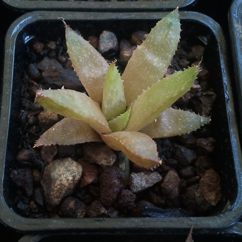 [Identifié] Haworthia marumiana Hw_210