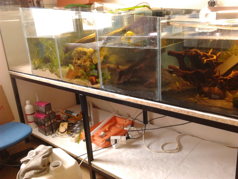 Fish-dodo-room Photo112