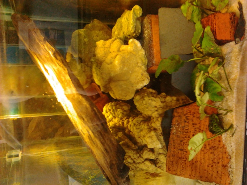 Fish-dodo-room Photo113