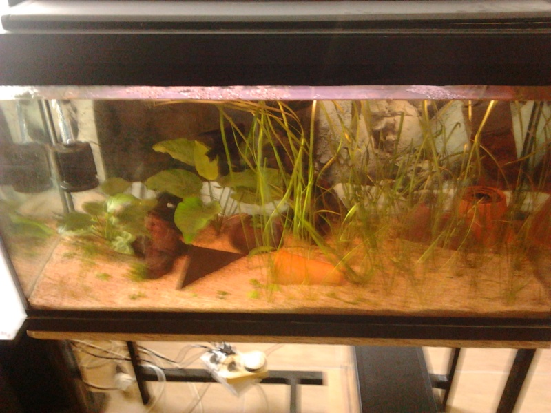 Fish-dodo-room Photo117