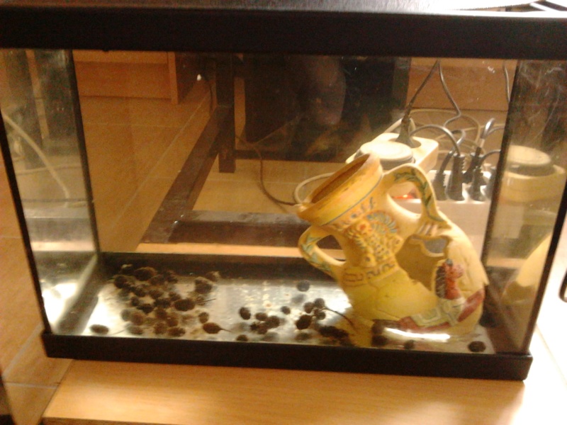 Fish-dodo-room Photo118