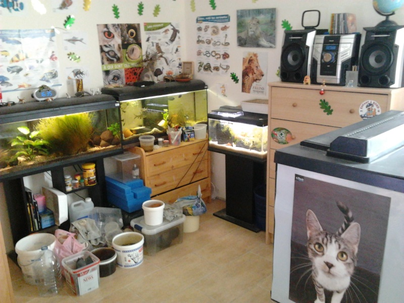 Fish-dodo-room Photo125