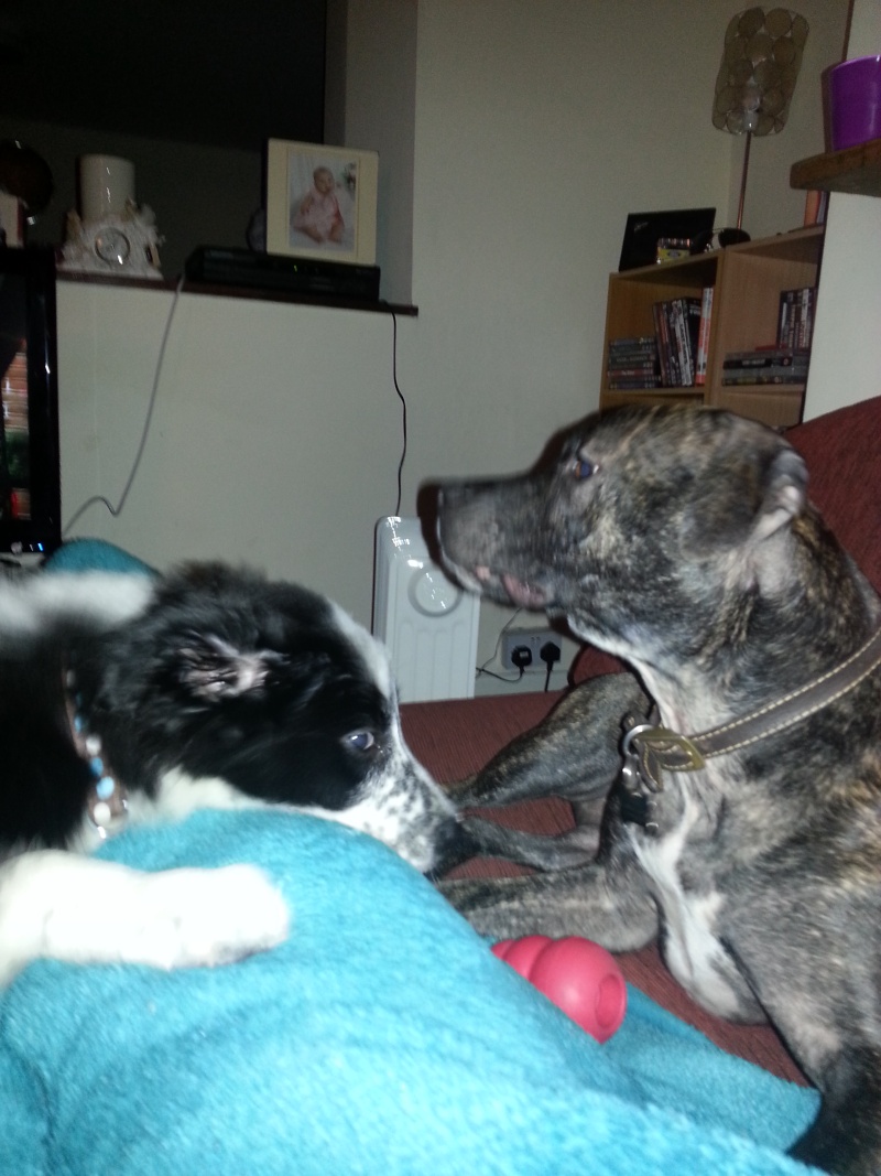 roxy n her friends suki the staf n jack the collie 20121110