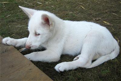 Le Chien Loup De Lenaer Vs Chien Loup De Saarloos