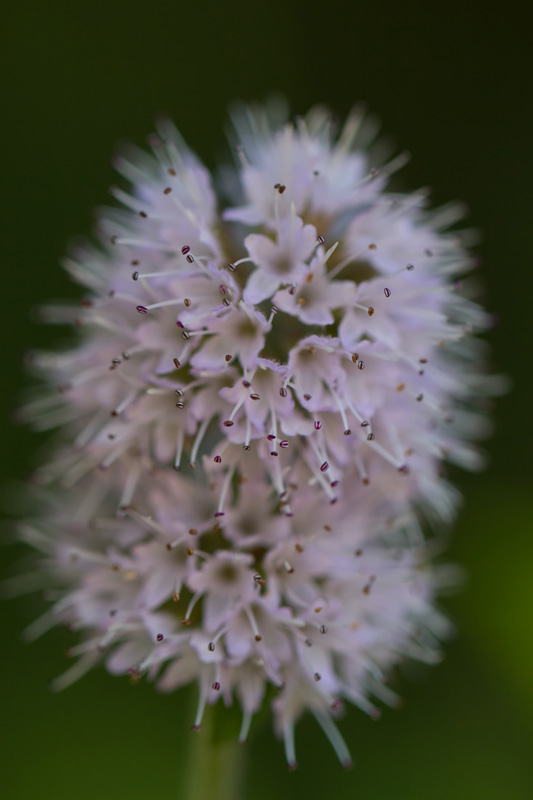 Macro du 1er Août Mv110