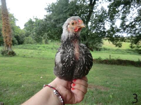 Poussins Wyandotte Male Ou Femelle