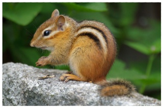 || Dinky Doo || Woodland Animal || Chipmunk || ♂ ||  _mg_5111