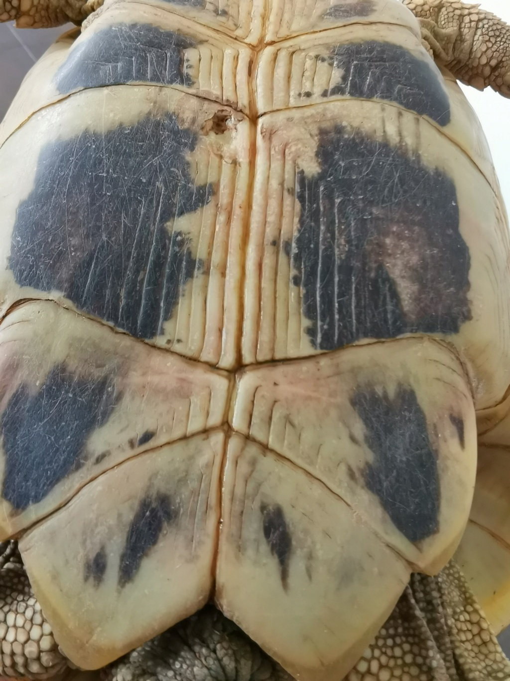 Plaie dessous de carapace Img_2015