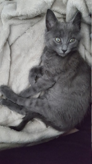 Ombrelle, chatonne grise type européenne née le 27.08.18 20181017