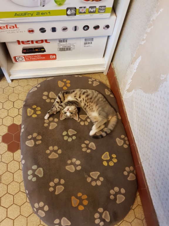 Ofeo,  chaton européen grey tabby et blanc, né le 30/07/2018 20181128