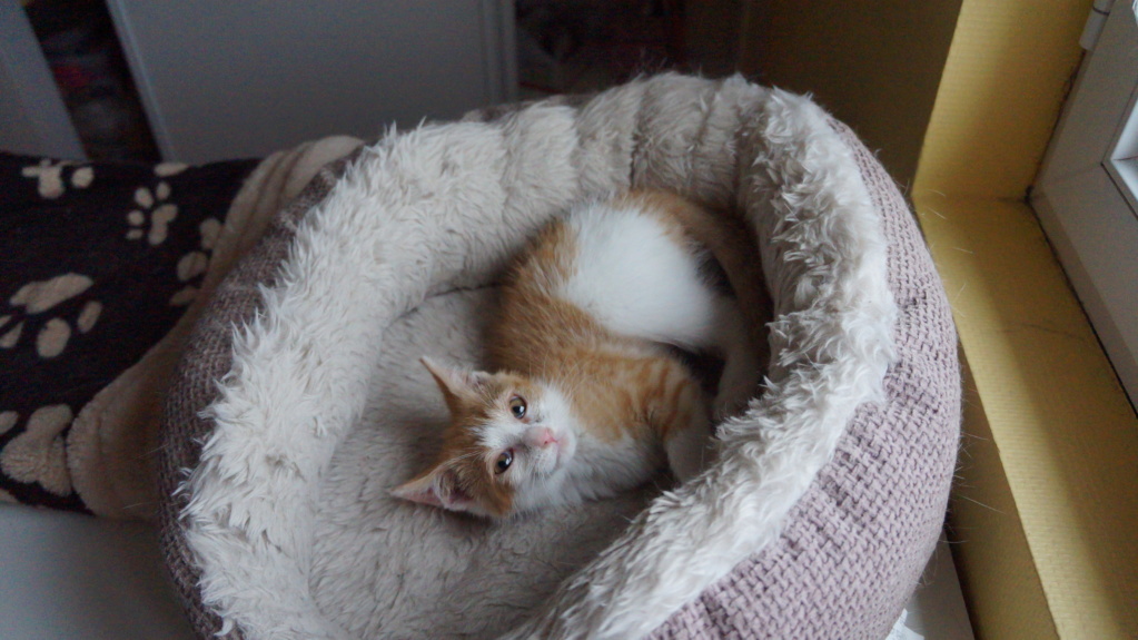 Pipper, chaton mâle roux et blanc, né le 09/08/2019 Dsc07710