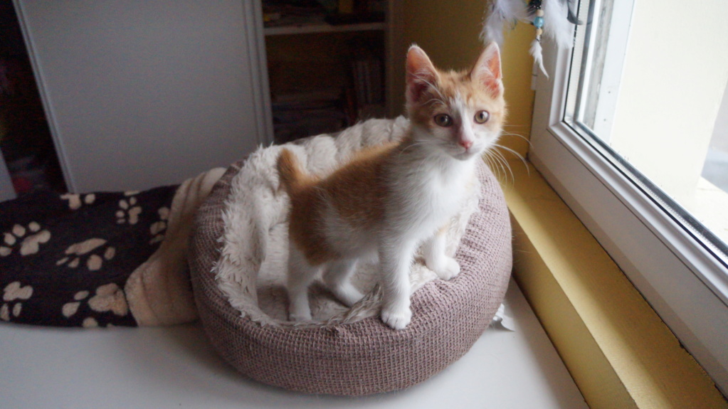 Pipper, chaton mâle roux et blanc, né le 09/08/2019 Dsc07711