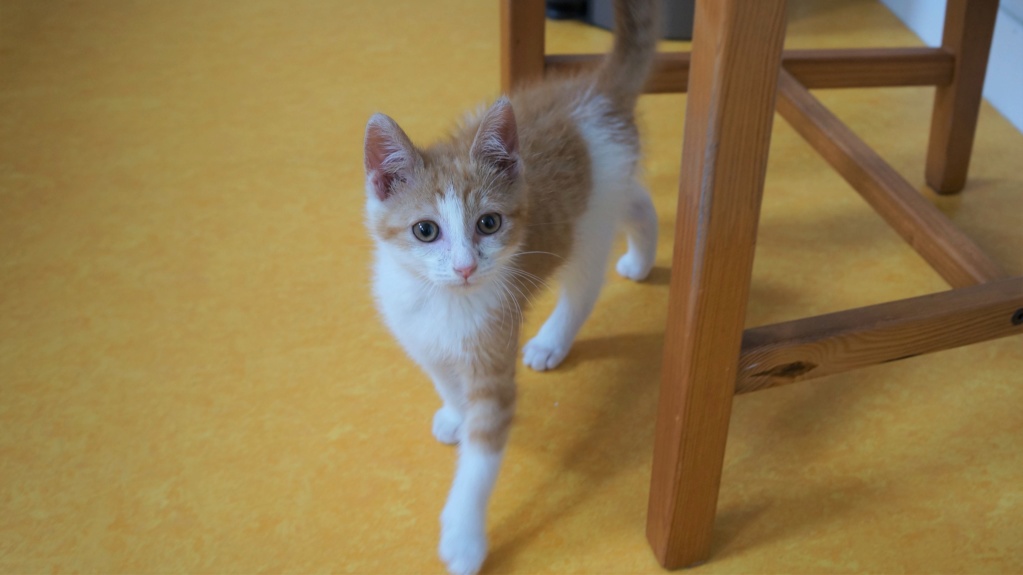 Pipper, chaton mâle roux et blanc, né le 09/08/2019 Dsc07712