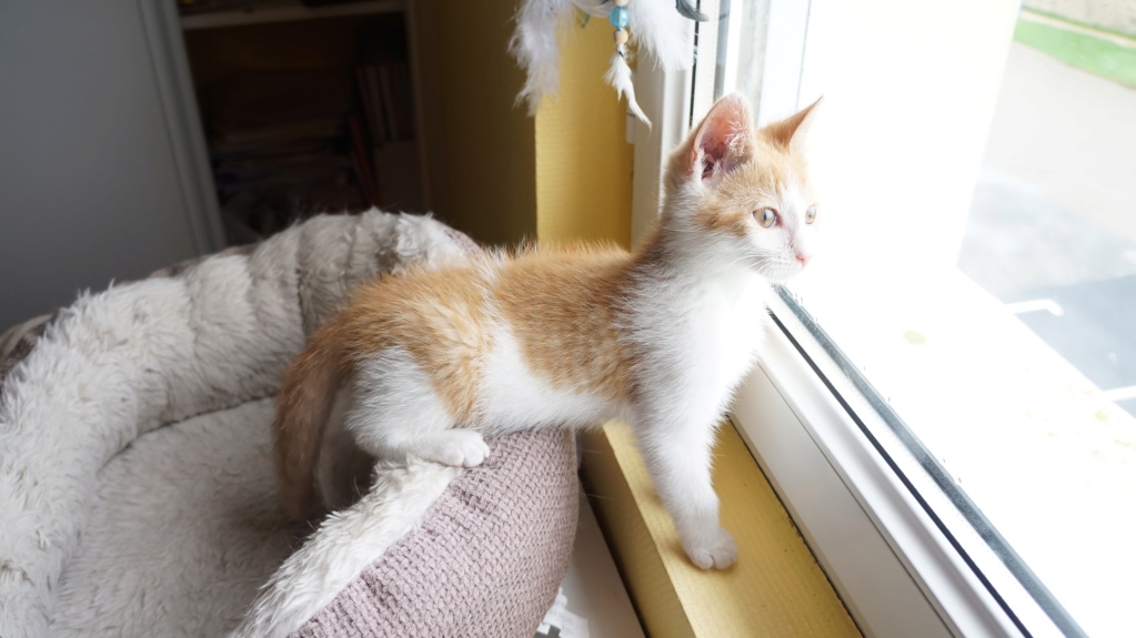 Pipper, chaton mâle roux et blanc, né le 09/08/2019 Dsc07714