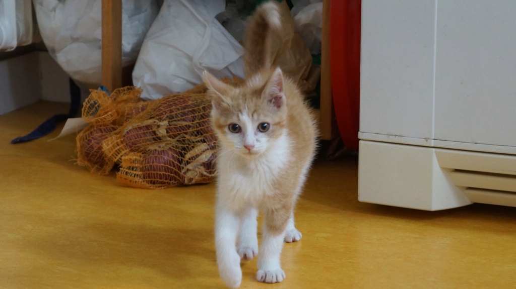 Pipper, chaton mâle roux et blanc, né le 09/08/2019 Dsc07716