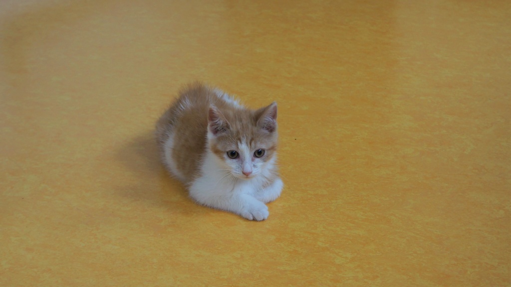 Pipper, chaton mâle roux et blanc, né le 09/08/2019 Dsc07718