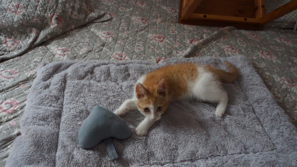Pipper, chaton mâle roux et blanc, né le 09/08/2019 Dsc07720