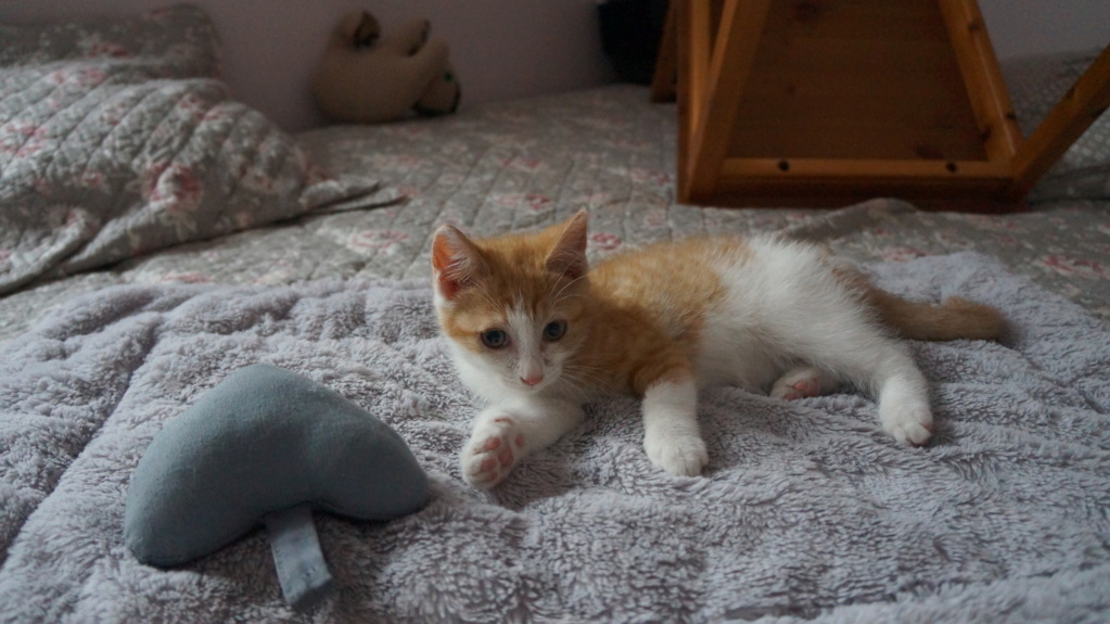 Pipper, chaton mâle roux et blanc, né le 09/08/2019 Dsc07722