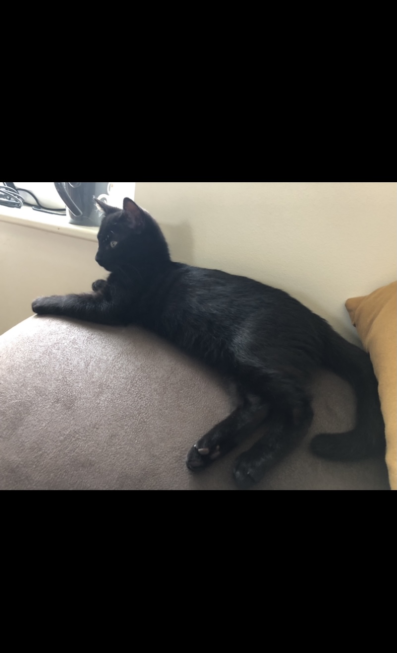 rapido - RAPIDO, chaton mâle noir, né le 30/08/2020 Image118