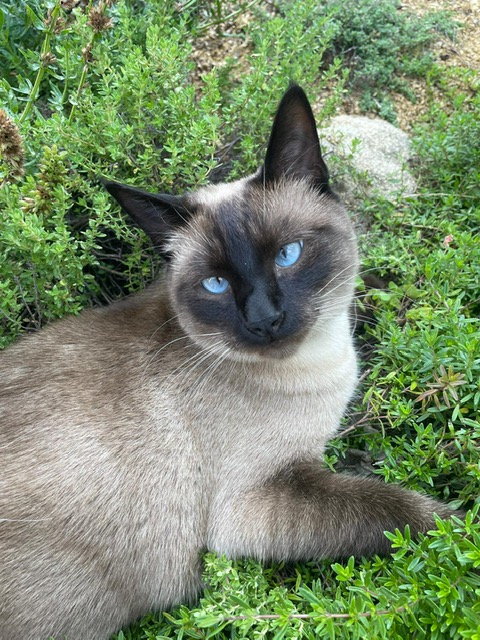 RUBEN, chaton européen seal point, né le 15/06/20 Image317