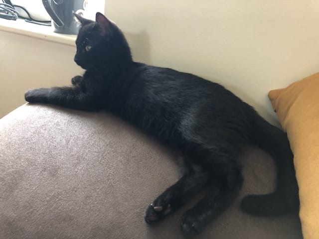 rapido - RAPIDO, chaton mâle noir, né le 30/08/2020 Img-2039