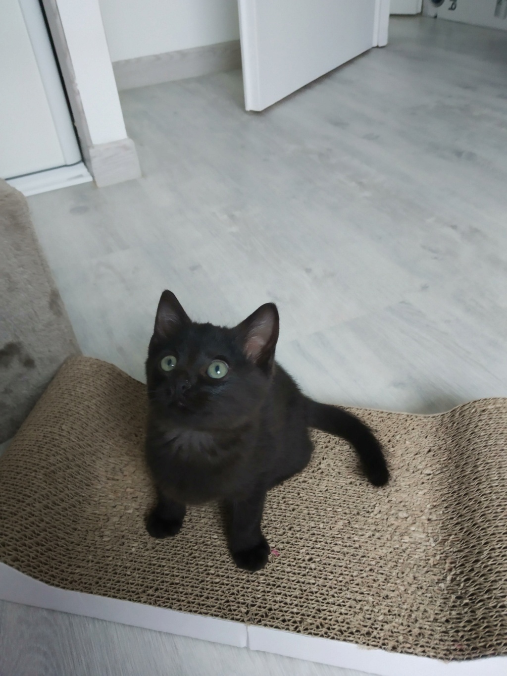 rapido - RAPIDO, chaton mâle noir, né le 30/08/2020 Img_2208