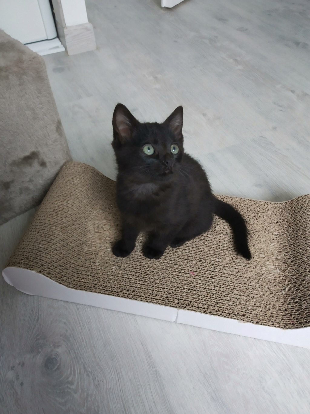 rapido - RAPIDO, chaton mâle noir, né le 30/08/2020 Img_2209