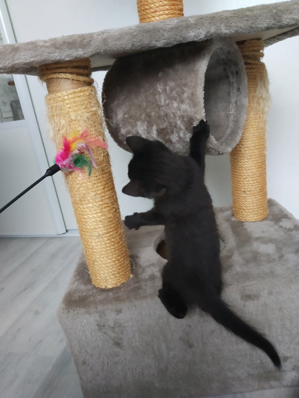 rapido - RAPIDO, chaton mâle noir, né le 30/08/2020 Img_2219