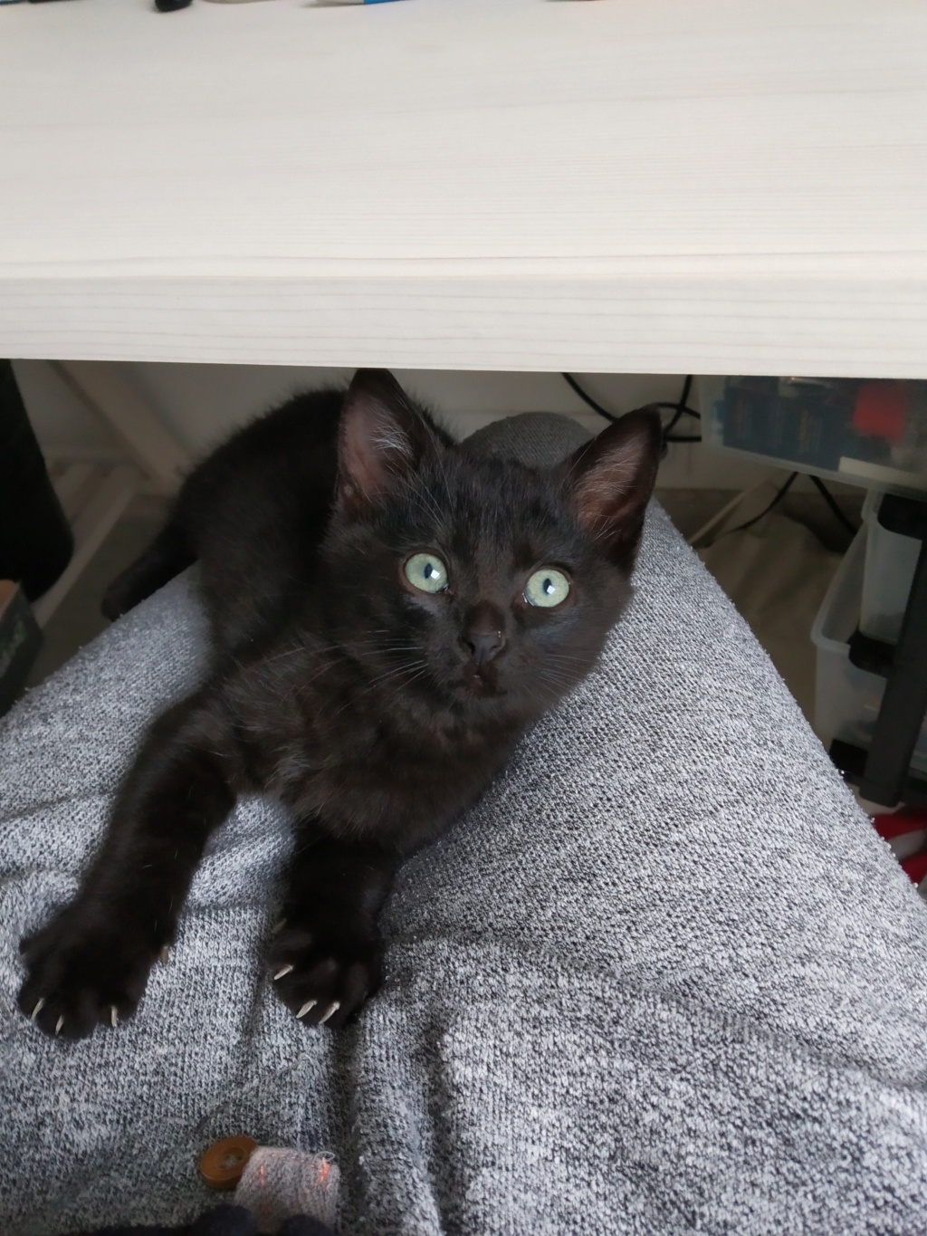 RAPIDO, chaton mâle noir, né le 30/08/2020 Img_2221