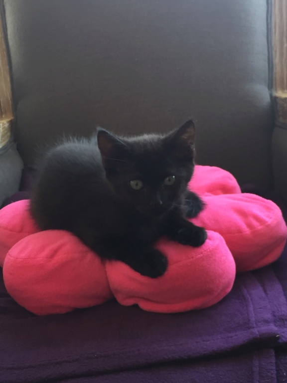 O'CHO, chaton mâle noir, type européen, né le 16/05/18 Img_8610